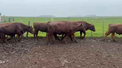 Lote 44 Novillos 377kg -  en Guaviyu - Km 105 - Ruta 27 - 13 km al Norte por camino vecinal