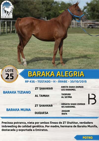 Lote BARAKA ALEGRIA