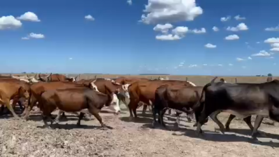 Lote 50 Vacas de invernar en Mercedes, Corrientes