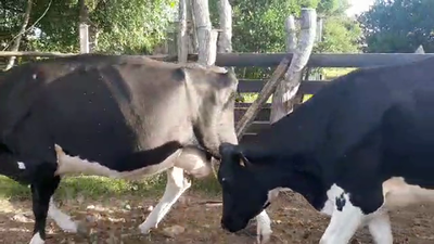 Lote 5 Vaca HOLANDO 500kg - , San José