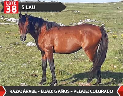 Lote S LAU