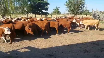 Lote 100 Terneros/as en Curuzú-Cuatiá, Corrientes