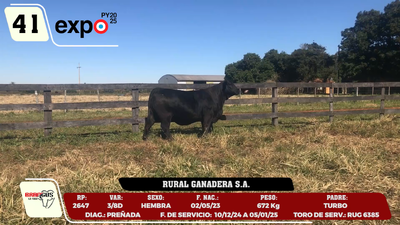 Lote LOTE 41