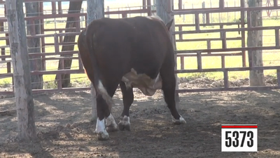 Lote Hereford