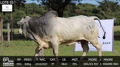 Lote LOTE 55
