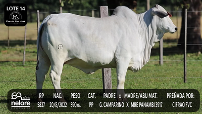 Lote LOTE 14