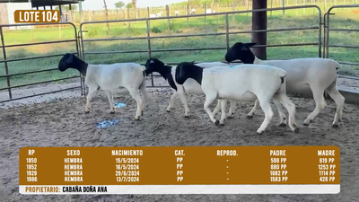 Lote LOTE 104
