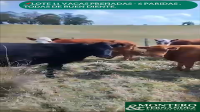 11 Vacas Preñadas