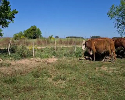 Lote 100 Vacas de invernar en Esquina, Corrientes