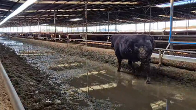 Lote 20 Novillo Gordo en Linares, VII  Región Maule