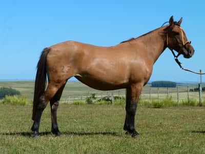 Lote Intriga Salpay