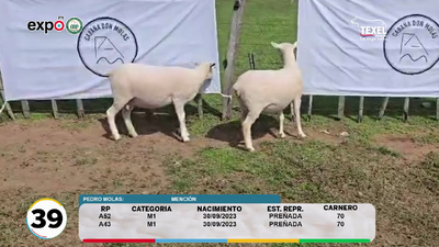 Lote LOTE 39