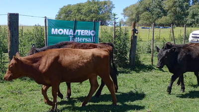 Lote 29 Terneros/as en Salazar