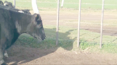 Lote 20 Vacas CUT preñadas EN CARLOS TEJEDOR