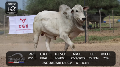 Lote LOTE 53