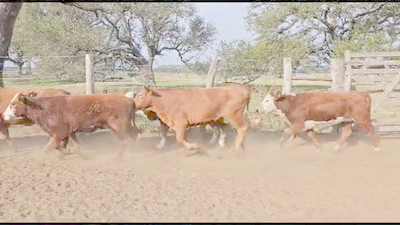 Lote 100 Vaquillonas y vacas preñadas Braford en San Justo, Santa Fe