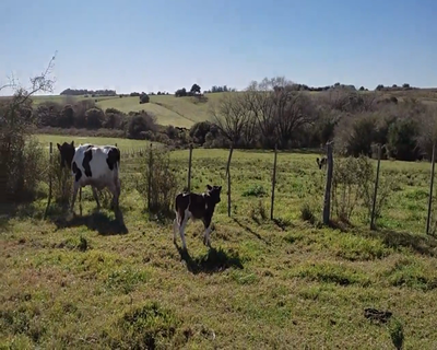 Lote (Vendido)2 Piezas de cría HO 450kg - , Colonia