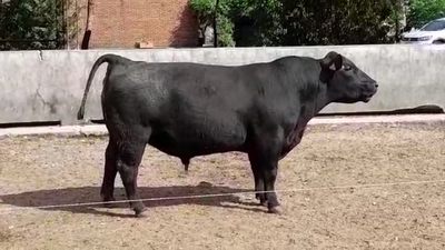 Lote TORO PI