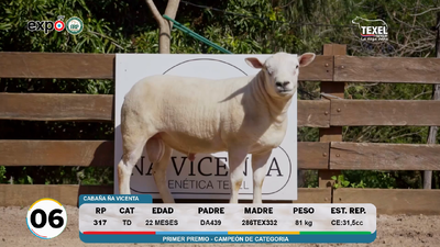 Lote LOTE 6