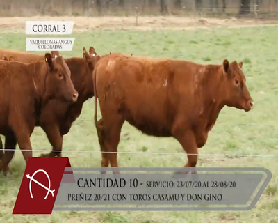 Lote CORRAL 3 VAQUILLONAS ANGUS COLORADAS PURAS CONTROLADAS PARICIÓN OTOÑO "LA BARRANCOSA"
