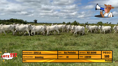 Lote LOTE 117