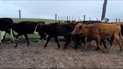 Lote 12 Vaquillonas  3 RA,  3 HE,  6 AA x HE 221kg -  en RUTA 3 KM 554 BOYCUA, BELEN