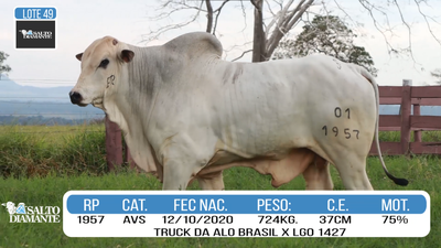 Lote LOTE 49