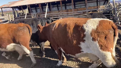 Lote 36 Vaca Gorda en Coyhaique, XI Región Aysén