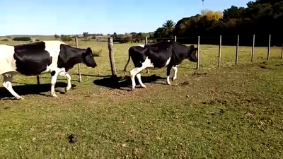 Lote 2 Vaquillonas 1 a 2 años HOLANDO 500kg - , San José