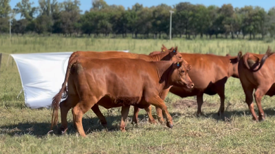 Lote 9 Vaquillonas C/ gtia de preñez en Lincoln