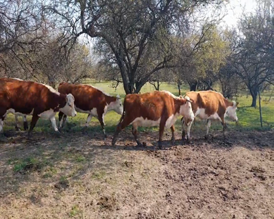 Lote (Vendido)17 Vacas de Invernada 11 HE,  1 RA,  5 HE X RA 384kg - , Colonia