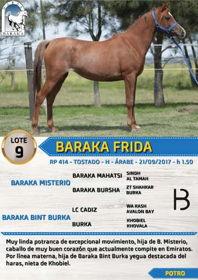 Lote BARAKA FRIDA