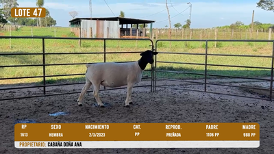 Lote LOTE 47 - DESTACADO