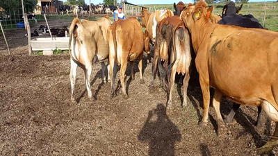Lote Vacas En Produccion - Carina Redigonda