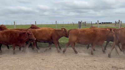 Lote 36 Vientres Preñados en Costas de Ayala, Treinta y Tres