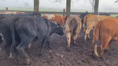 Lote 20 Vaquilla Engorda en Paillaco, XIV Región Los Ríos