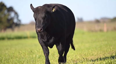 Lote Toro Angus