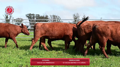 Lote 12 Vacas SA Preñadas 564kg - , Tacuarembó