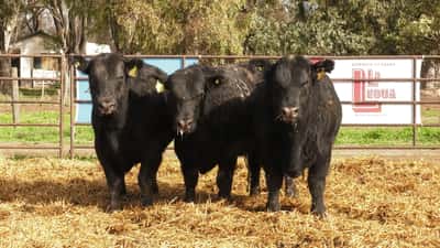 Lote TOROS ANGUS NEGROS PC