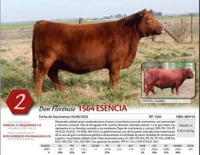Lote VAQUILLONA