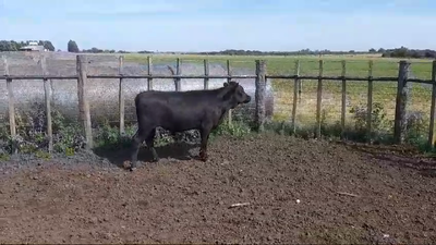 Lote TERNERO