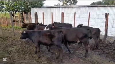 Lote TERNEROS