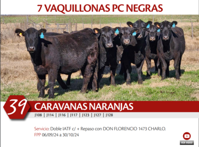 Lote 7 VAQ NEGRAS PC CARAVANAS NARANJAS