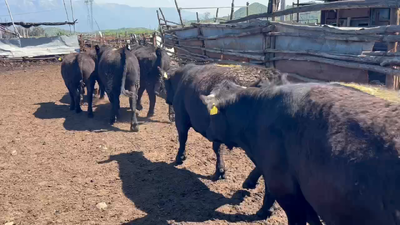 Lote 43 Novillo Gordo en Mostazal, VI Región O-Higgins