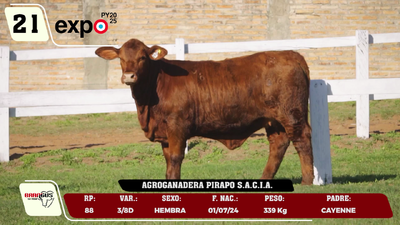 Lote LOTE 21