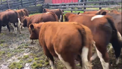 Lote 26 Ternero en Cisnes, XI Región Aysén