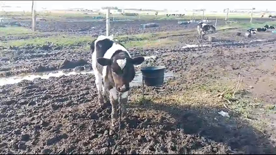 Lote 7 Terneros Holando 50kg -  en Puntas de Cagancha