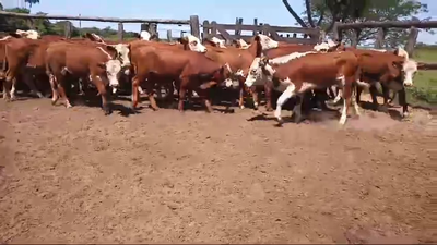 Lote 80 Terneros/as