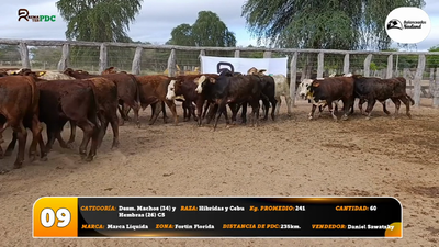Lote Desm. Machos (34) y Hembras (26) C5