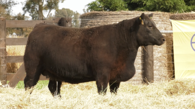 Lote VAQUILLONAS ANGUS PURO PEDRIGREE "VIVÍAN" y "Lombardía"